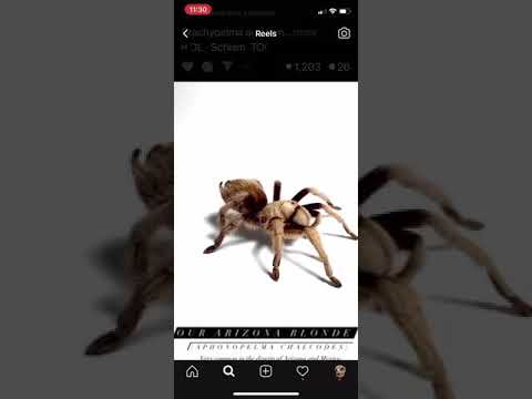 The Network - Tarantula